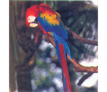 Guacamayo rosado (Ara macao). Apéndice I.